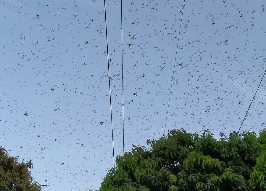 Locusts swarm above a mango orchard Friday in Muzaffargarh, Pakistan. Officials say an outbreak of desert locusts is spreading across the country.