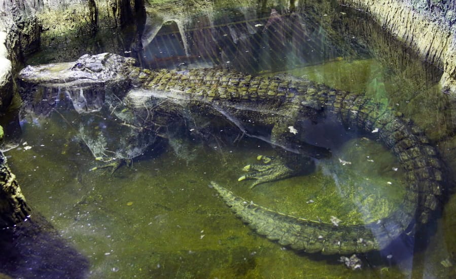 In this photo taken on Tuesday, Feb. 19, 2019, the alligator Saturn swims in water at the Moscow Zoo, in Moscow, Russia. An alligator that many believed to have once belonged to Adolf Hitler has died in the Moscow Zoo. The zoo said the alligator, named Saturn, was about 84 years old and died on Friday.