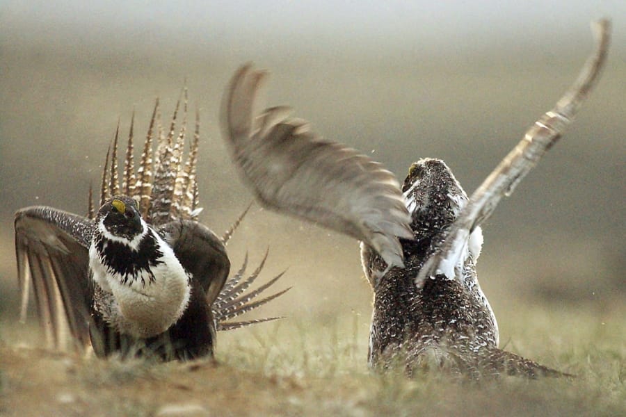 Male sage grouses fight in May 2008 for the attention of females southwest of Rawlins, Wyo. Judge Brian Morris said in a late Friday ruling the Trump administration failed to protect habitat for a declining bird species when it issued energy leases on hundreds of square miles of public lands in Wyoming and Montana.