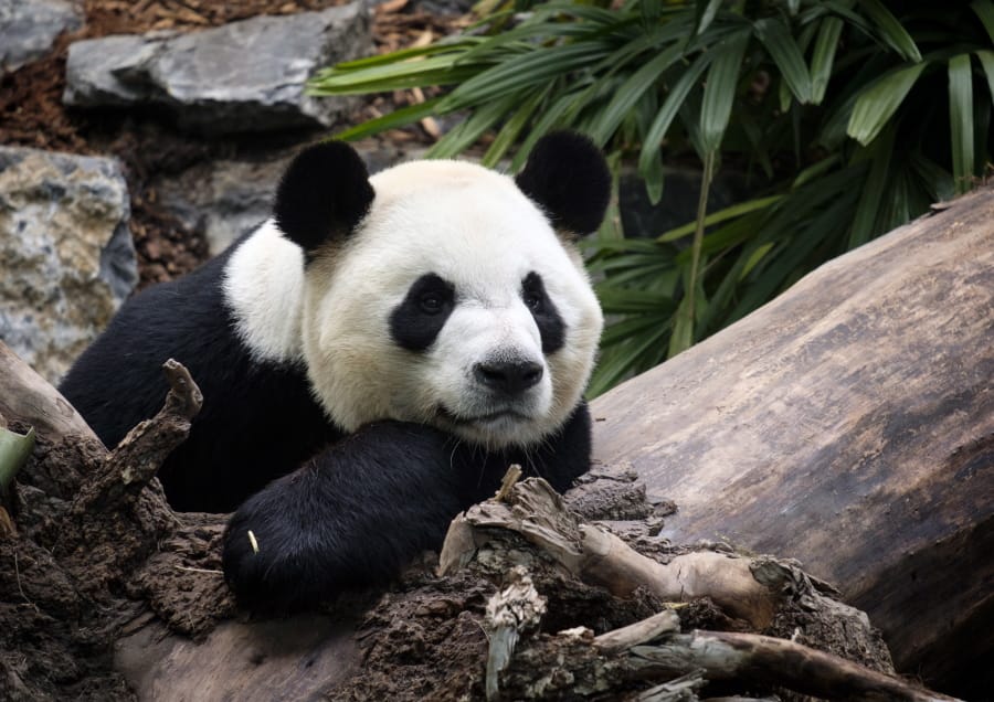 FILE - In this May 7, 2018 file photo shows Da Mao, an adult male panda bear, looks on as media photograph him at the Calgary Zoo during the opening of its giant panda habitat, Panda Passage, in Calgary, Alberta, Canada. The zoo has decided to send two adult giant pandas back to China because the coronavirus epidemic has disrupted essential deliveries of fresh bamboo.