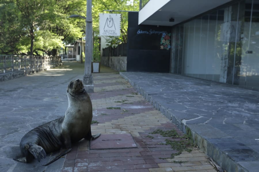 A sea lion sits May 2 outside a hotel that is closed because of the new coronavirus pandemic, in San Cristobal, Galapagos Islands, Ecuador.