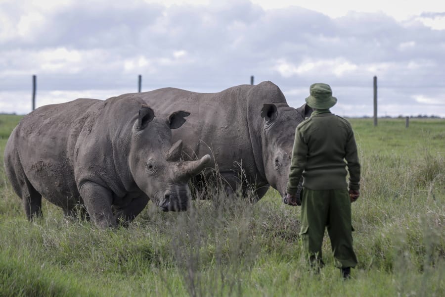 In this photo taken Friday, May 1, 2020, a ranger observes the last remaining two northern white rhinos Fatu, left, and Najin, right, at the Ol Pejeta conservancy in Kenya. The COVID-19 pandemic has brought a new alertness to anti-poaching patrols in Africa, and a new fear: With no tourist revenue coming in poachers might try to take advantage and protecting endangered wildlife has become that much more challenging.