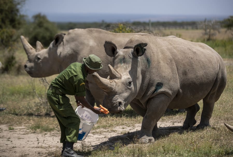 FILE - In this Friday, Aug. 23, 2019 file photo, female northern white rhinos Fatu, 19, right, and Najin, 30, left, the last two northern white rhinos on the planet, are fed some carrots by a ranger in their enclosure at Ol Pejeta Conservancy, Kenya. Groundbreaking work to keep alive the nearly extinct northern white rhino - population, two - by in-vitro fertilization has been hampered by travel restrictions caused by the new coronavirus.
