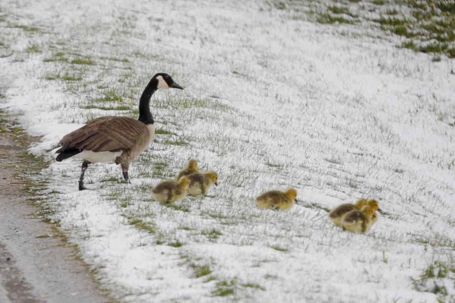 A family of Canada geese brave a snowy slope in Lanesborough, Mass., the morning after an unseasonably cold and snowy night on Saturday, May 9, 2020. Mother&#039;s Day weekend got off to an unseasonably snowy start in areas of the Northeast thanks to the polar vortex. While Manhattan, Boston and many other coastal areas received only a few flakes, some higher elevation areas in northern New York and New England reported 9 inches or more.