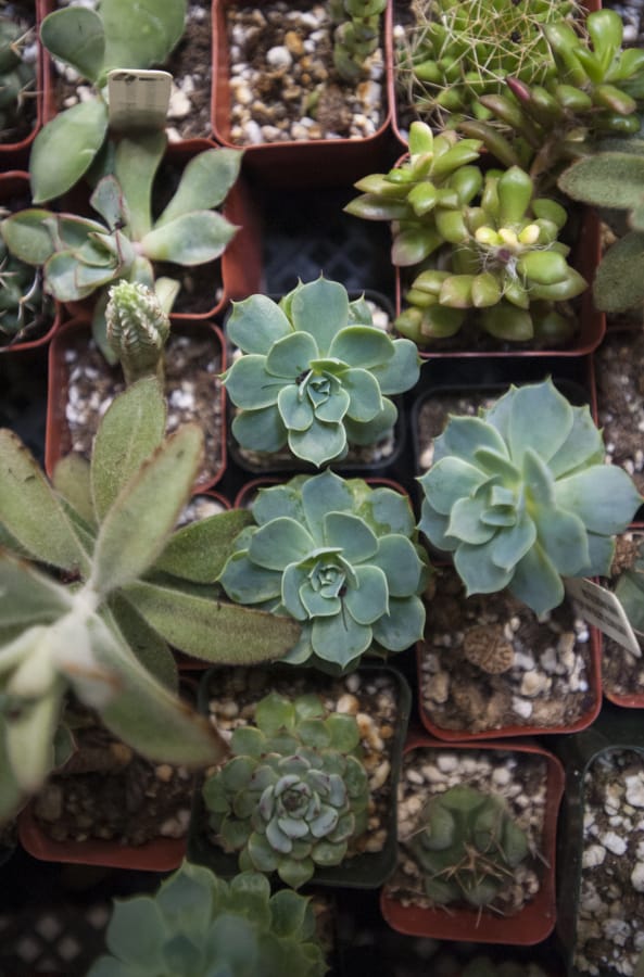 Succulents have been on display in past years at the Clark Public Utilities Home and Garden Idea Fair. This year, you can find nurseries online as part of the virtual fair.