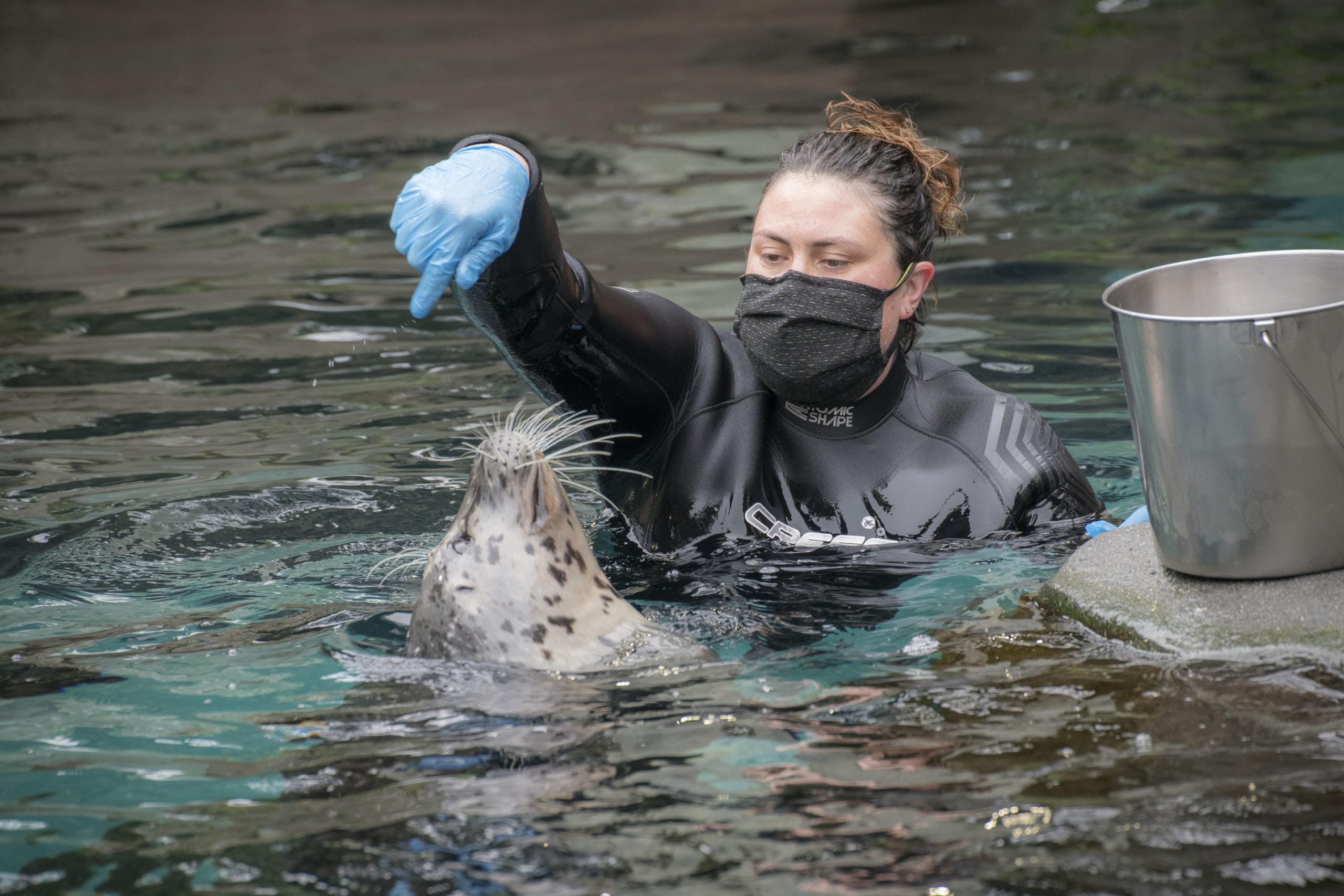 Keeper Sara Morgan with harbor seal Tongass during a training session. Sara is wearing a mask as a precaution during the novel coronavirus pandemic.