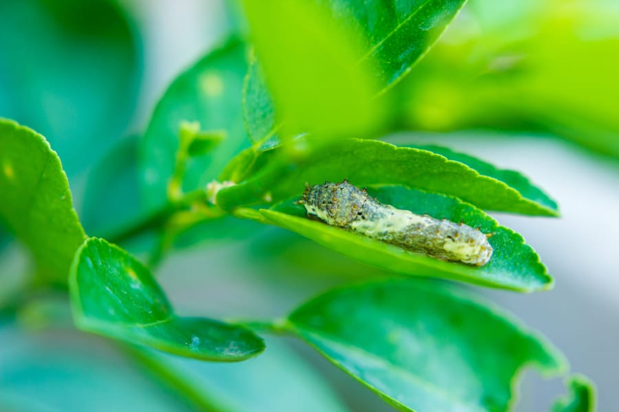 Some caterpillars, such as the Gulf fritillary, should be encouraged. If caterpillar pests do pop up, spray them with Bt or spinosad products, but keep the spraying confined to the infested plants to avoid hurting butterflies.