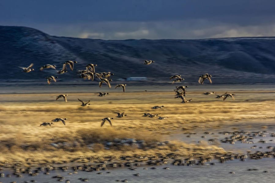 A flock of northern pintails fly over Mud Lake at Malheur National Wildlife Refuge in March 2020.
