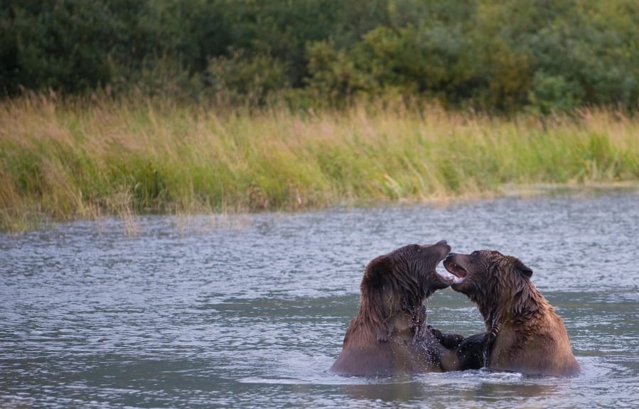 A pair of brown bears play in a pond at the Alaska Wildlife Conservation Center in Portage Glacier, Alaska, on Aug. 30, 2009. The National Park Service is removing a ban on some hunting tactics, like shooting hibernating bears, and expanding other hunting in Alaska.
