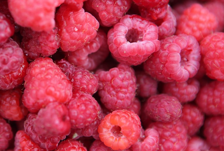Freshly picked raspberries are a delicious summer treat.