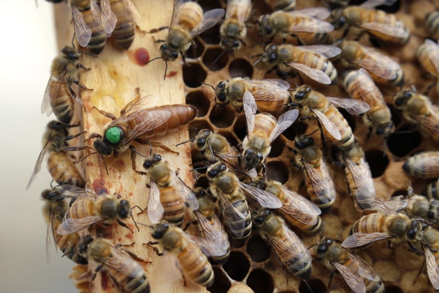 The queen bee (marked in green) and worker bees move around a hive at the Veterans Affairs in Manchester, N.H.