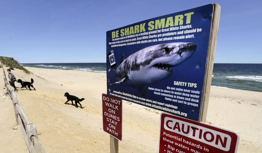 A woman walks May, 22, 2019, with her dogs at Newcomb Hollow Beach in Wellfleet, Mass., where a boogie boarder was bitten by a shark in 2018 and later died of his injuries. Cape Cod&#039;s beaches and towns may be quieter because of the 2020 coronavirus pandemic, but officials are reminding visitors ahead of the July 4 holiday that the famous destination also remains a popular getaway for great white sharks.