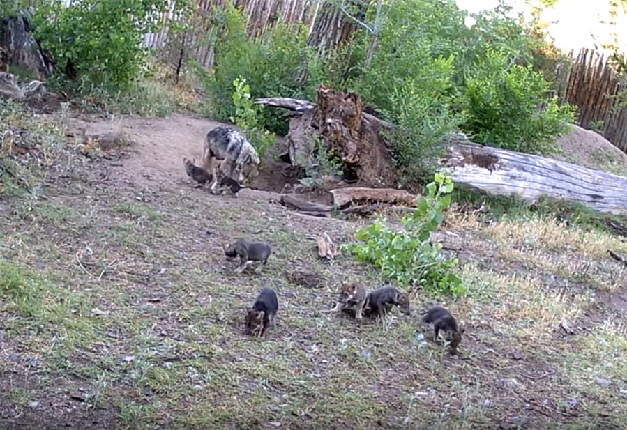 This June 3, 2020 image taken from a Web camera provided by ABQ BioPark shows Mexican gray wolf parents play with their second litter of seven pups born in May, who recently came out of their underground den for the first time to explore their environment at the ABQ BioPark in Albuquerque, N.M.