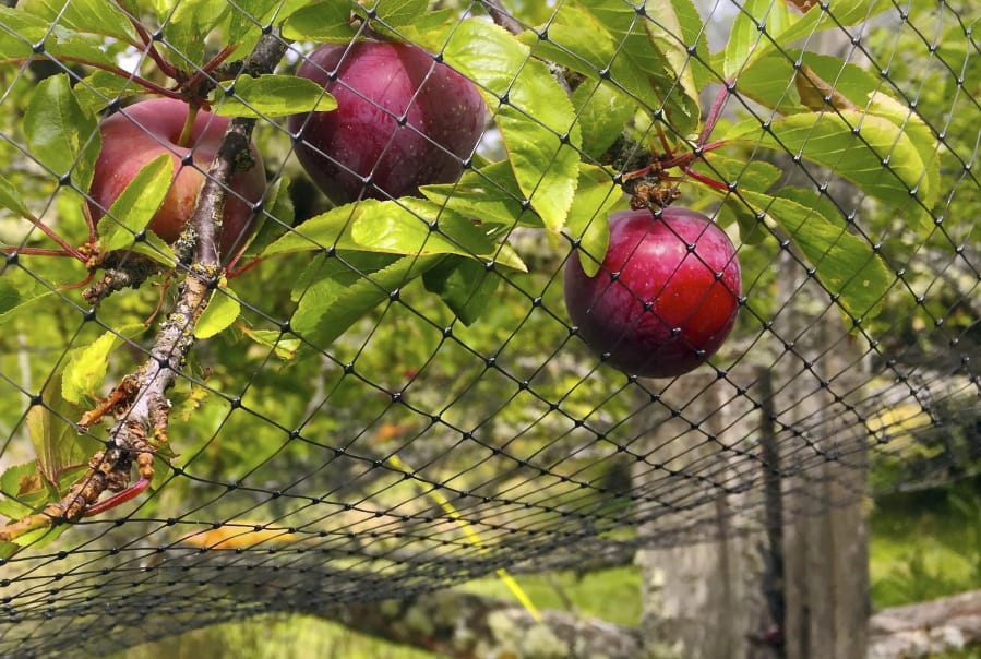 This photo taken July 7, 2019, in an orchard near Langley, Wash., shows netting that has been thrown over a small fruit tree to discourage foraging by birds. Netting is cheap but is cumbersome to drape over anything but small fruit trees, berry-laden vines and shrubs. Even small openings will allow birds to feed.