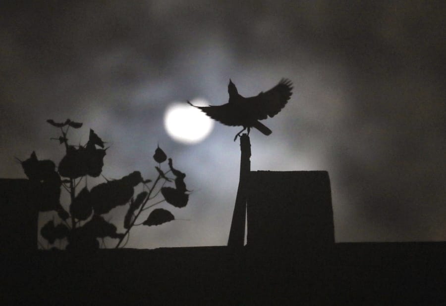 A crow sits on roof of a house as the sun forms crescent during solar eclipse in New Delhi, India, Sunday.