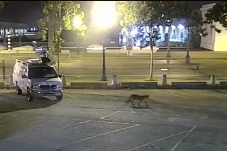 In this image from surveillance camera video, a young mountain lion wanders through a TV station&#039;s parking lot Tuesday in San Francisco.