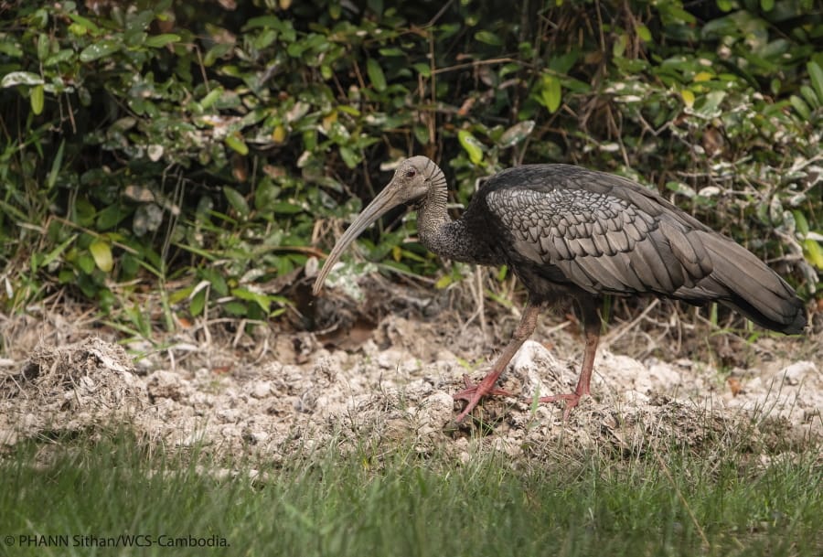 This undated photo provided by the Wildlife Conservation Society in June 2020 shows a giant ibis in Cambodia. In April 2020, the WCS documented the poisoning of three critically endangered giant ibises for the wading bird&#039;s meat. &quot;Suddenly rural people have little to turn to but natural resources and we&#039;re already seeing a spike in poaching,&quot; said Colin Poole, the group&#039;s regional director for the Greater Mekong.