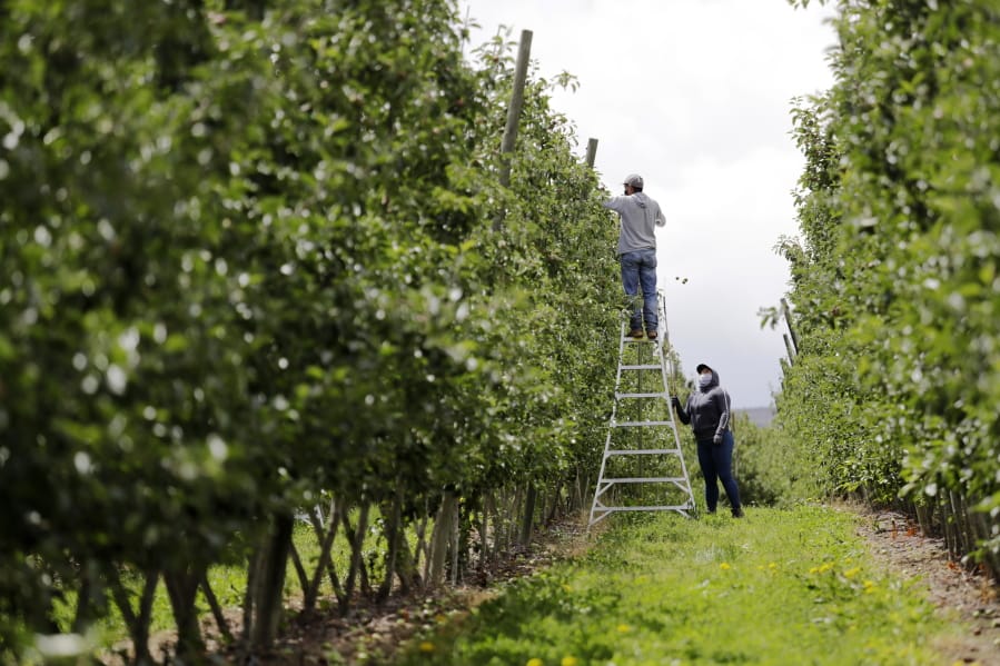 A supervisor looks up at a worker pulling honey crisp apples off trees during a thinning operation June 16 at an orchard in Yakima.