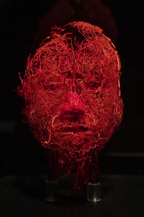 An exhibit piece showing the blood vessels in our head is on display at the &quot;Body Worlds &amp; The Cycles of Life&quot; exhibit at OMSI in Portland.