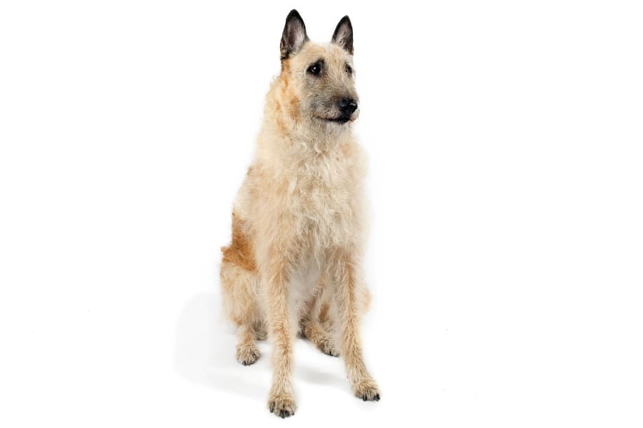 The American Kennel Club announced Wednesday that the Belgian Laekenois, a vigorous Belgian livestock-guarding breed, is now the club&#039;s 196th recognized breed.