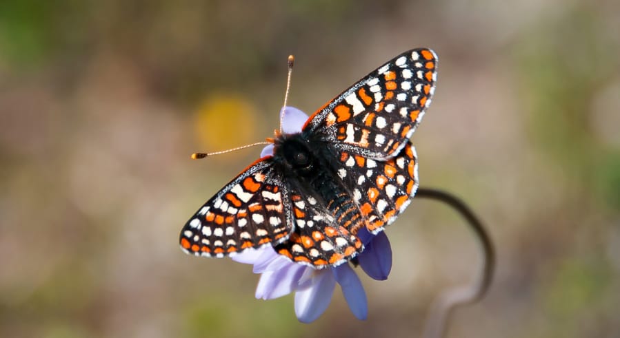 Quino checkerspot butterfly (Andrew Fisher/USFWS)