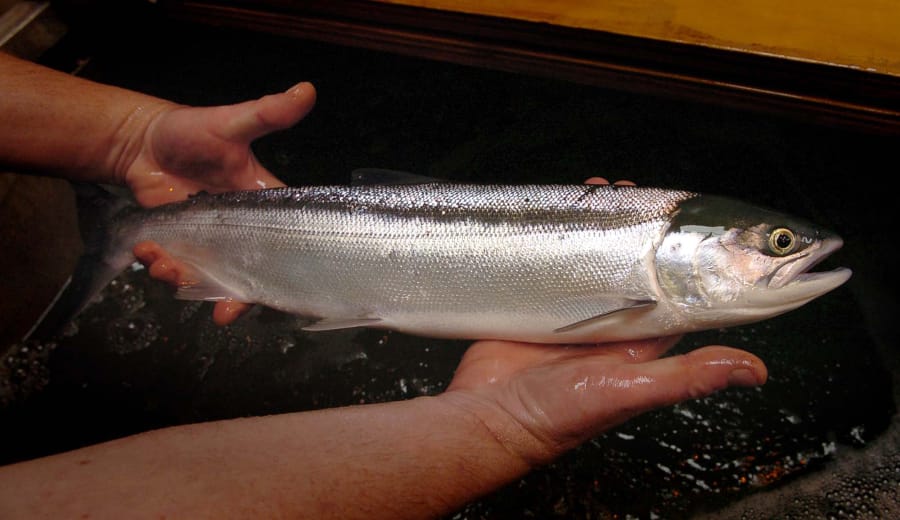 A sockeye salmon is shown.