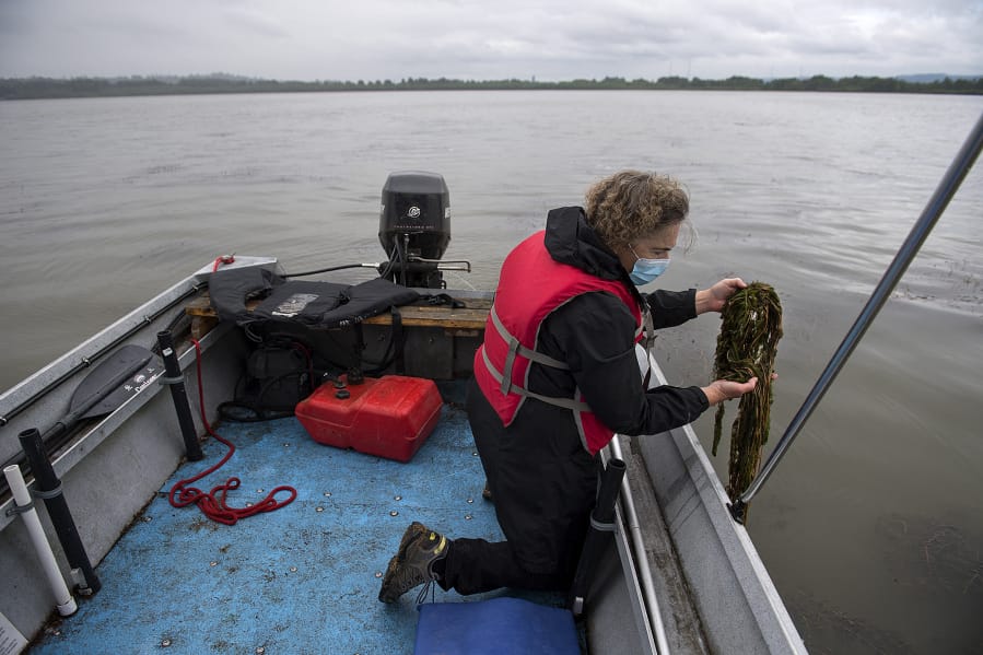 Kathy Gillespie of Friends of Vancouver Lake displays a handful of milfoil at Vancouver Lake. The group spearheaded an effort to eradicate the milfoil from the lake.