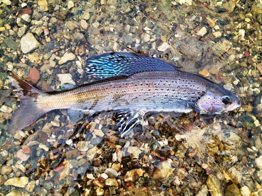 This photo provided by the U.S. Fish and Wildlife Service shows an Arctic grayling captured in a U.S. Fish and Wildlife Service fish trap at Red Rock Lakes National Wildlife Refuge near Lima, Montana. U.S. wildlife officials have rejected federal protections for the rare, freshwater fish species at the center of a long-running legal dispute. The decision, on Wednesday, July 22, 2020, comes almost two years after a federal appeals court faulted the U.S. Fish and Wildlife Service for dismissing the threat that climate change and other pressures pose to Arctic grayling. (Jim Mogen/U.S.