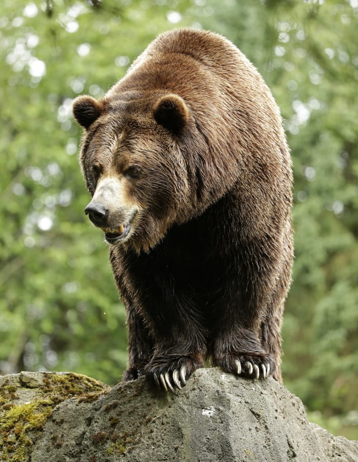 A grizzly bear at the Woodland Park Zoo waits for a salmon to be tossed to him in Seattle.