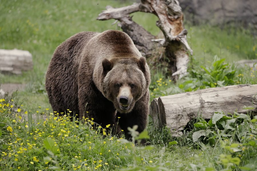 FILE - In this May 26, 2020, file photo, a grizzly bear roams an exhibit at the Woodland Park Zoo, closed for nearly three months because of the coronavirus outbreak in Seattle. Grizzly bears once roamed the rugged landscape of the North Cascades in Washington state but few have been sighted in recent decades. The federal government is scrapping plans to reintroduce grizzly bears to the North Cascades ecosystem.
