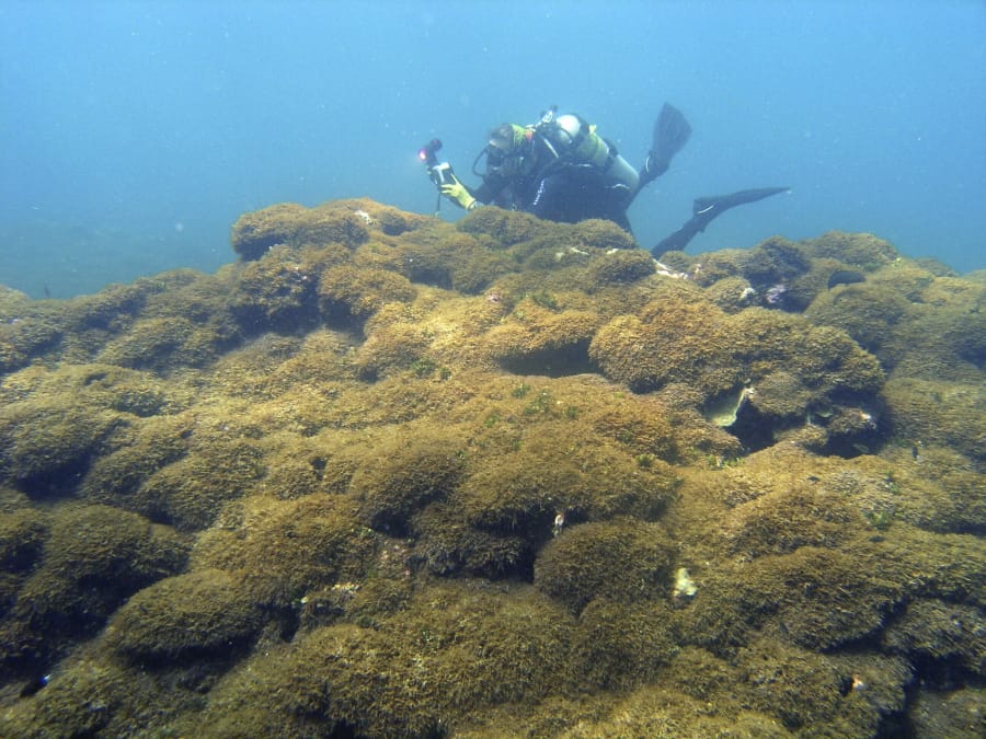 A new species of seaweed covers a dead coral reef at Pearl and Hermes Atoll in the remote Northwestern Hawaiian Islands on Aug. 4, 2019. Researchers say the recently discovered species of seaweed is killing large patches of coral on once-pristine reefs and is rapidly spreading across one of the most remote and protected ocean environments on earth.