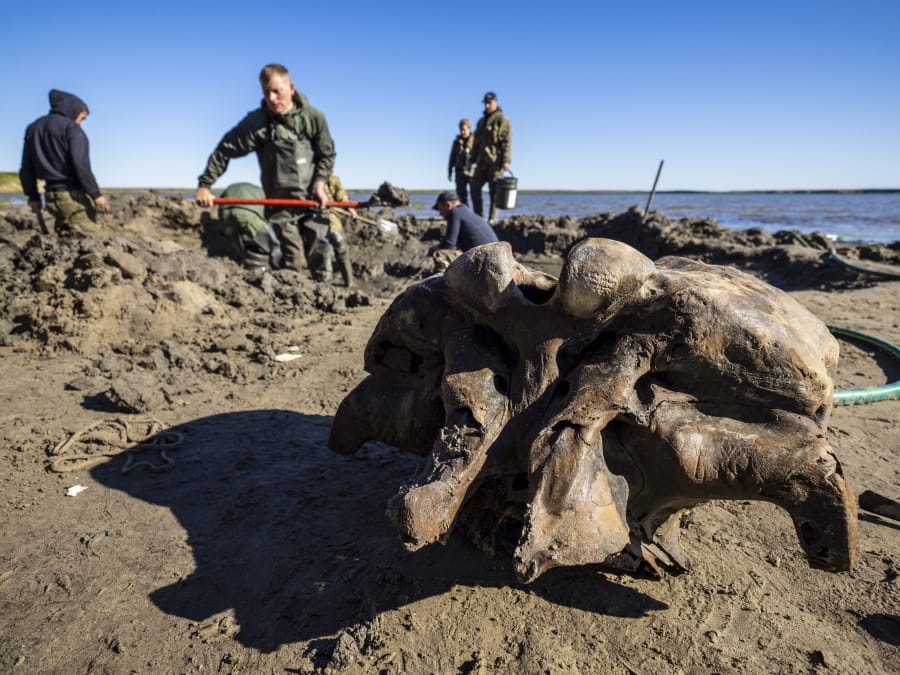 People dig in silt searching for mammoth bone fragments in the Pechevalavato Lake in the Yamalo-Nenets region, Russia, Wednesday.