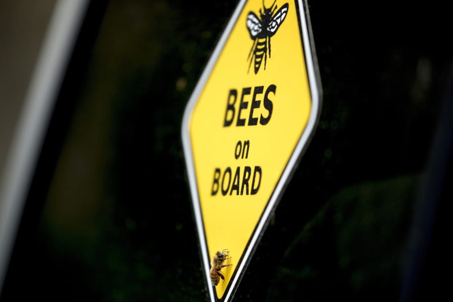 A bee rests on a yellow sign that reads &quot;Bees on Board&quot; on beekeeper Sean Kennedy&#039;s truck as he helps capture a swarm of honey bees and relocate them to a bee hive, Friday, May 1, 2020, in Washington. The District of Columbia has declared beekeepers as essential workers during the coronavirus outbreak. If the swarm isn&#039;t collected by a beekeeper, the new hive can come to settle in residential backyards, attics, crawlspaces, or other potentially ruinous areas, creating a stinging, scary nuisance.