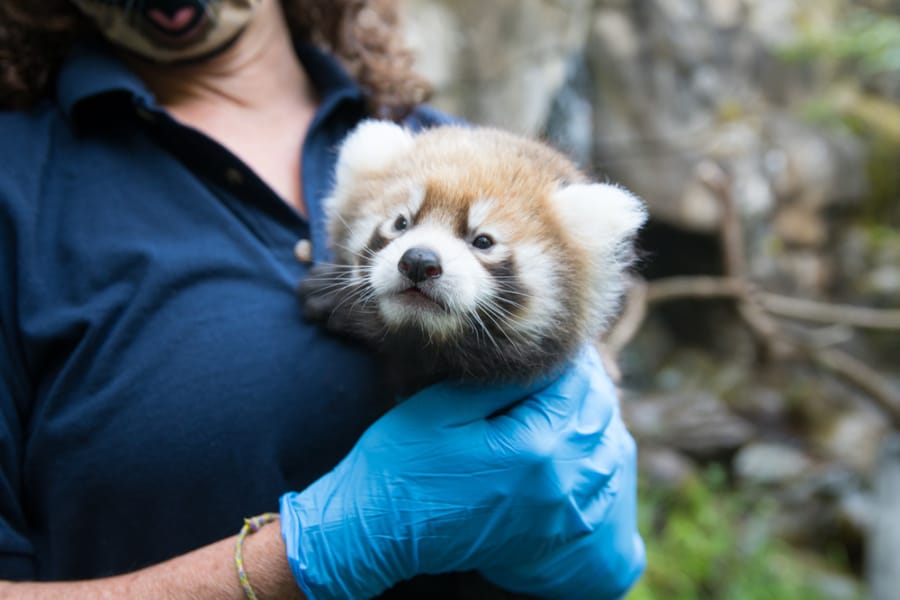 A six week old red panda cub being held by care staff before a veterinary check.