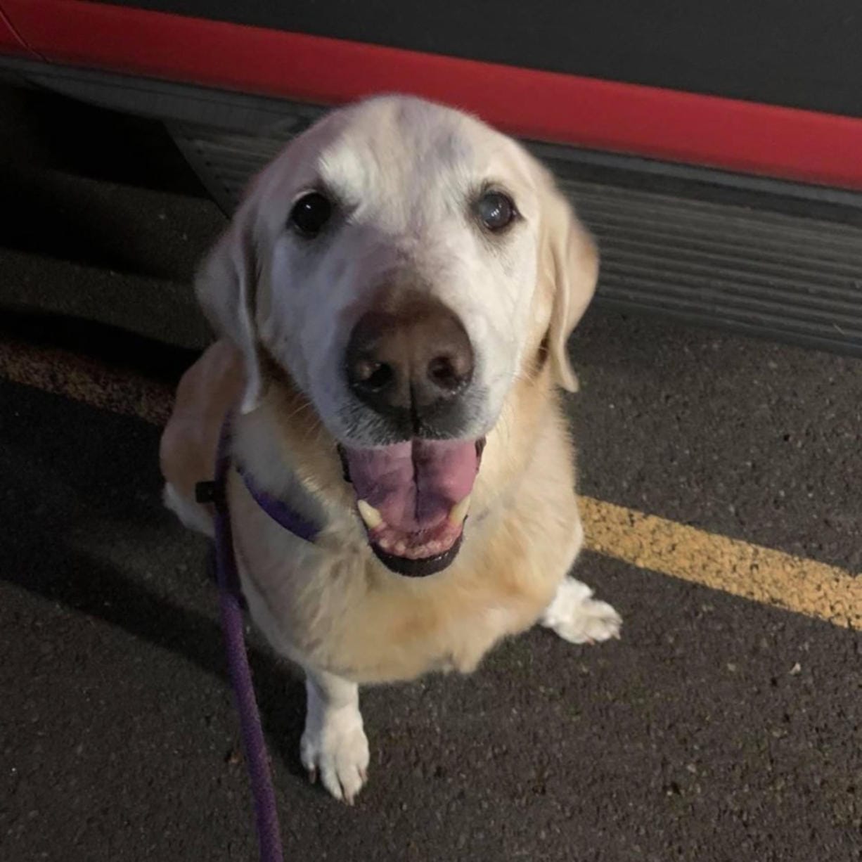 Henry, a 13-year-old Labrador retriever, was abandoned by his owner the night of Aug. 6 at Orchards Community Park. He is now reportedly doing well in a foster home through the Humane Society for Southwest Washington.