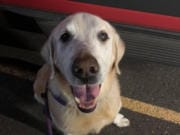 Henry, a 13-year-old Labrador retriever, was abandoned by his owner the night of Aug. 6 at Orchards Community Park. He is now reportedly doing well in a foster home through the Humane Society for Southwest Washington.