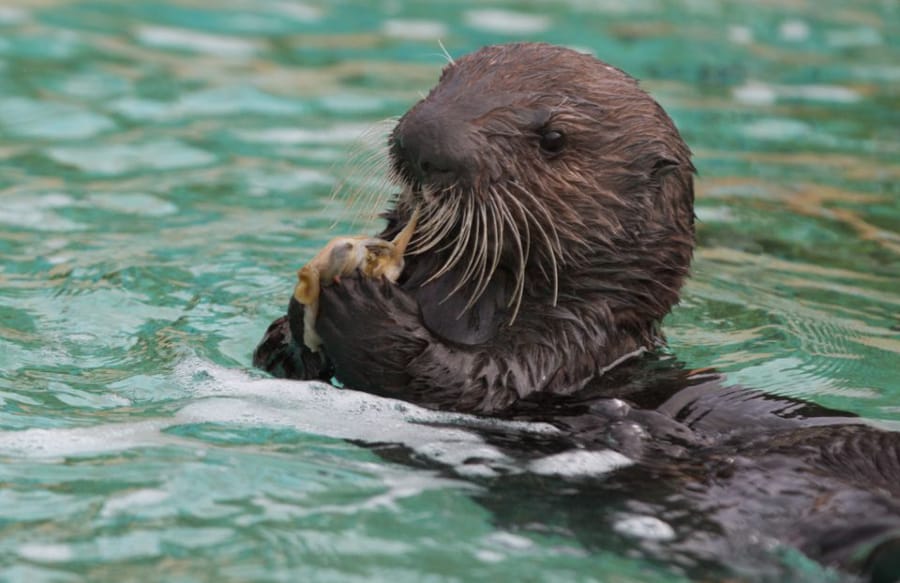 A sea otter pup at the Oregon Coast Aquarium in Newport, Ore. (Randy L.