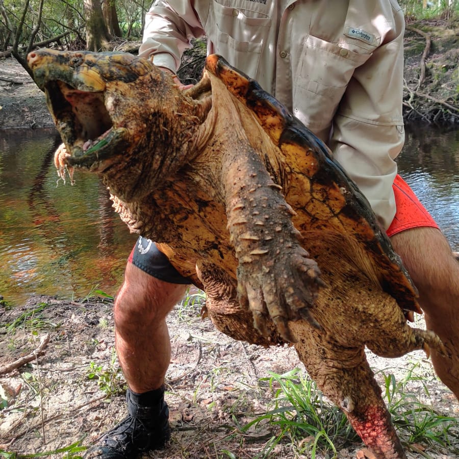 A researcher holds a 100-pound male Suwannee alligator snapping turtle, Macrochelys suwanniensis.