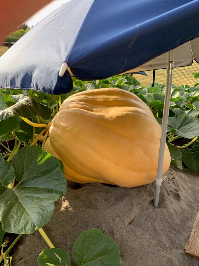 SALMON CREEK: A few Vancouver families are facing one another in their own pumpkin-growing competition. The contest that has no name started three years ago between five friends.