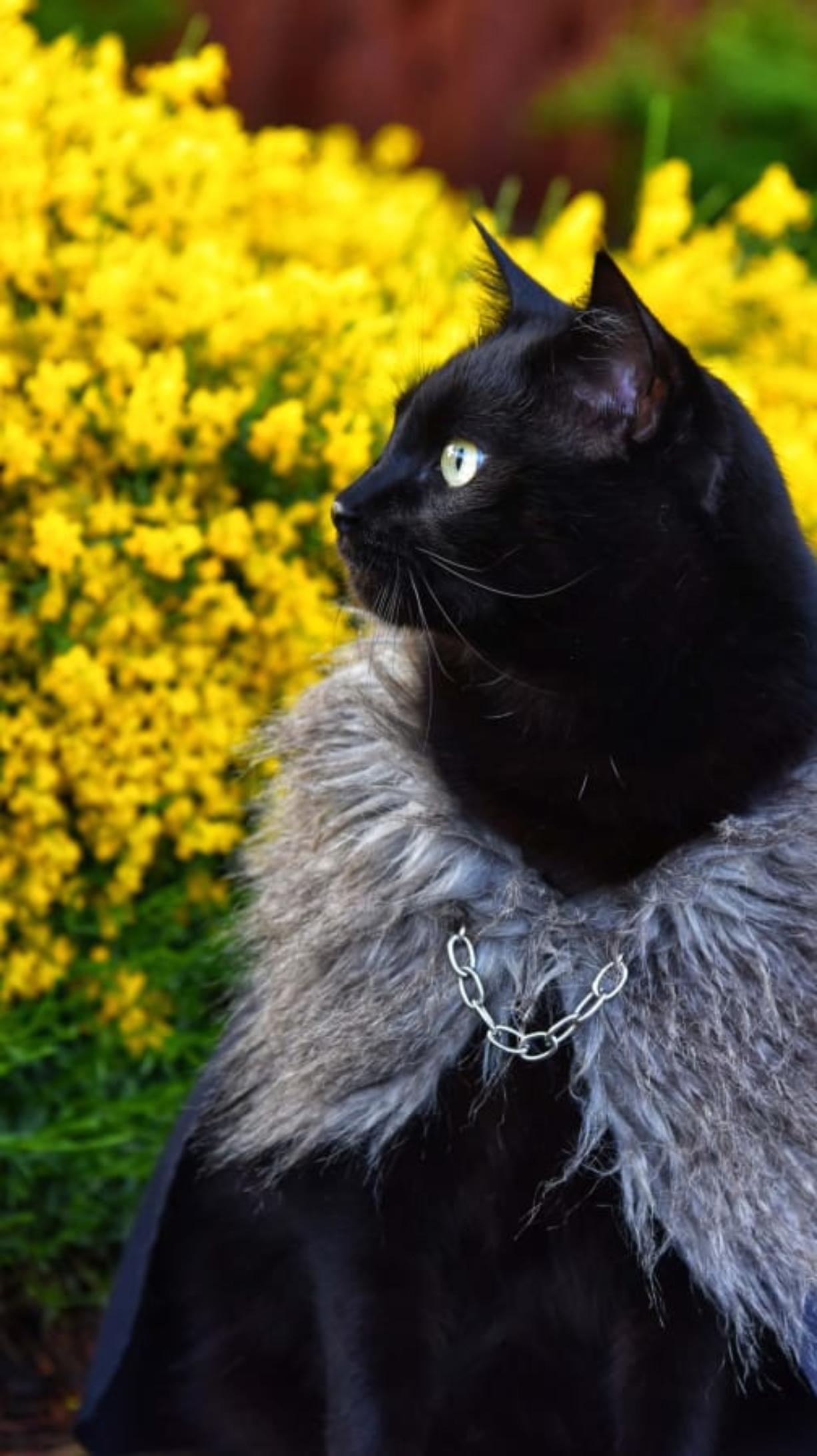 Rover the cat, the internet&#039;s newest fashion icon, looks glamorous in his custom fur cape.