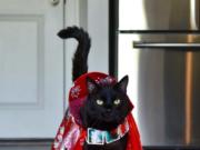 Rover gives new meaning to the term &quot;catwalk&quot; as he struts his stuff in this gorgeous red ensemble.