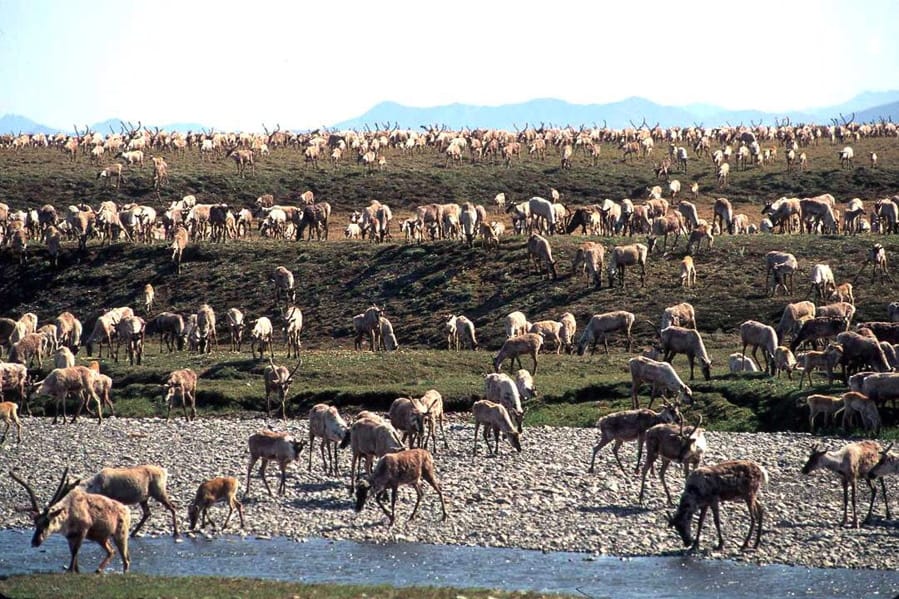 FILE - In this undated file photo provided by the U.S. Fish and Wildlife Service, caribou from the Porcupine Caribou Herd migrate onto the coastal plain of the Arctic National Wildlife Refuge in northeast Alaska. Environmental groups wasted no time challenging the Trump administration&#039;s attempt to open part of an Alaska refuge where polar bears and caribou roam free to oil and gas drilling. (U.S.