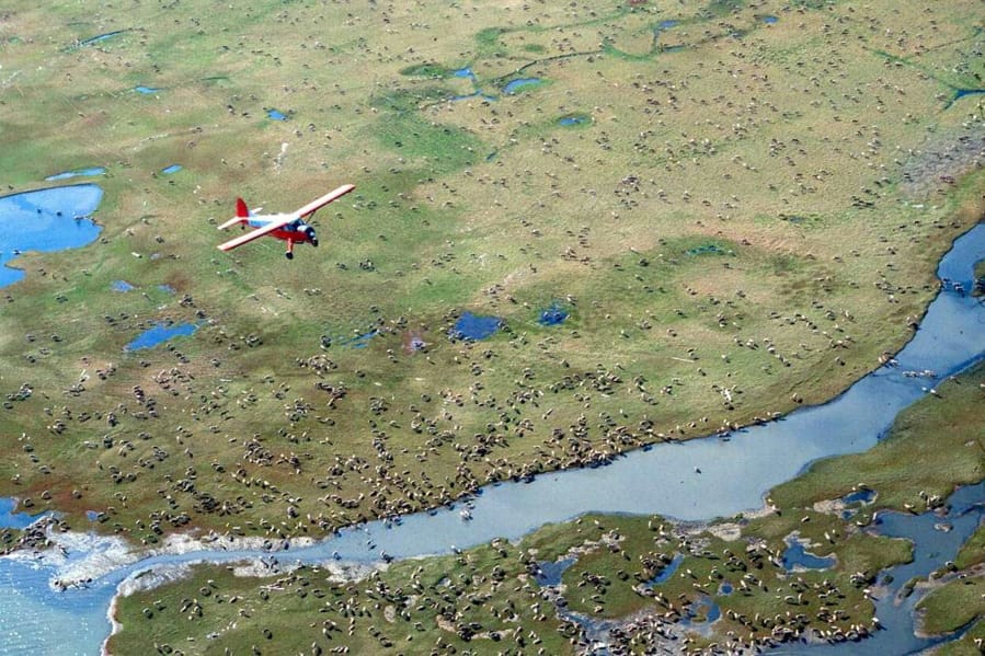 FILE - In this undated photo provided by the U.S. Fish and Wildlife Service, an airplane flies over caribou from the Porcupine Caribou Herd on the coastal plain of the Arctic National Wildlife Refuge in northeast Alaska.The Department of the Interior has approved an oil and gas leasing program within Alaska&#039;s Arctic National Wildlife Refuge. The refuge is home to polar bears, caribou and other wildlife. Secretary of the Interior David Bernhardt signed the Record of Decision, which will determine where oil and gas leasing will take place in the refuge&#039;s coastal plain.  (U.S.