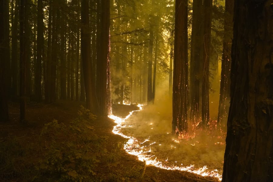 A forest burns as the CZU August Lightning Complex Fire advances, Thursday, Aug. 20, 2020, in Bonny Doon, Calif.