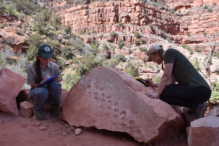 Grand Canyon National Park employees Klara Widrig, left, and Anne Miller examine a rock that revealed fossilized footprints at the Grand Canyon in northern Arizona. Some researchers have estimated the footprints are 313 million years old, among the earliest found at the Grand Canyon.