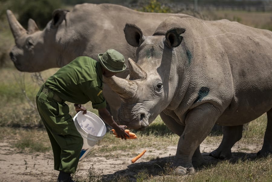 FILE - In this Friday, Aug. 23, 2019, file photo, female northern white rhinos Fatu, right, and Najin, left, the last two northern white rhinos on the planet, are fed some carrots by a ranger in their enclosure at Ol Pejeta Conservancy, in Kenya. Although scientists have long focused on the world&#039;s predators, a massive new study finds that herbivores, critters that eat plants, are the animals most at risk of extinction. A bit more than one in four species of herbivores are considered threatened, endangered or vulnerable by the International Union for Conservation of Nature, the world&#039;s scientific authority on extinction risk, according to a study published Wednesday, Aug. 5, 2020, in the journal Science Advances.