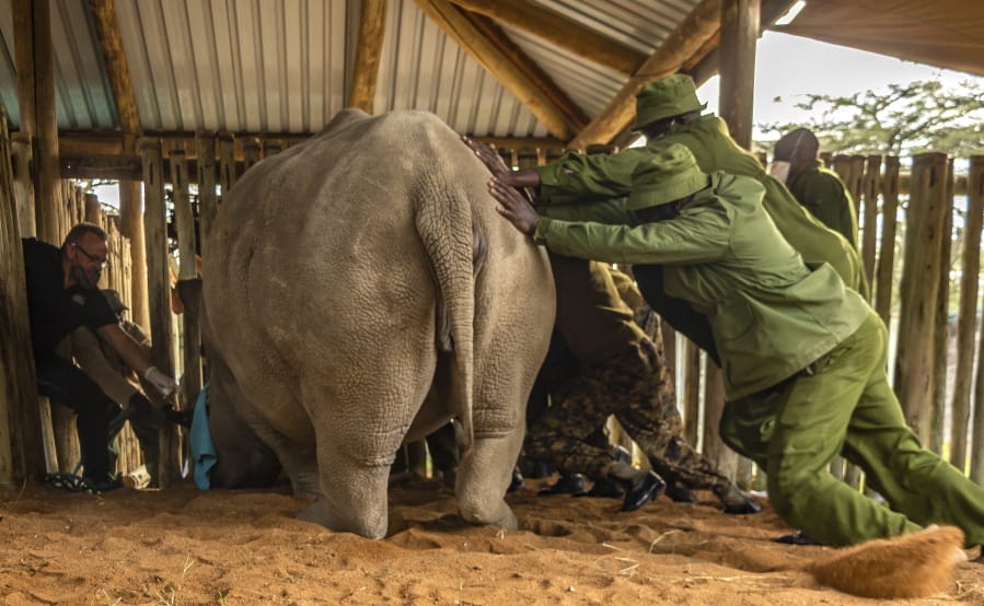 A team of scientists and local rangers prepare to extract eggs from one of the two remaining female northern white rhinos at an enclosure at Ol Pejeta Conservancy, Kenya, Tuesday, Aug. 18, 2020. An international team of scientists said they have successfully extracted eggs from the last two remaining northern white rhino females, a step on the way to possibly save the subspecies from extinction.