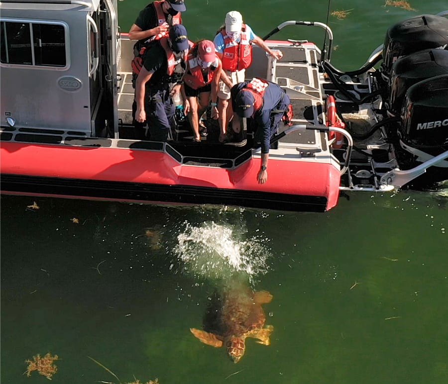 In this aerial drone photo, provided by the Florida Keys News Bureau, staff from the Florida Keys-based Turtle Hospital and U.S. Coast Guard release &quot;Emma,&quot; a loggerhead sea turtle, Thursday, Aug. 6, 2020, off Islamorada, Fla. &quot;Emma&quot; was one of two turtles Coast Guard personnel helped to rescue about two months ago off the Keys that were treated at the Turtle Hospital for various ailments.