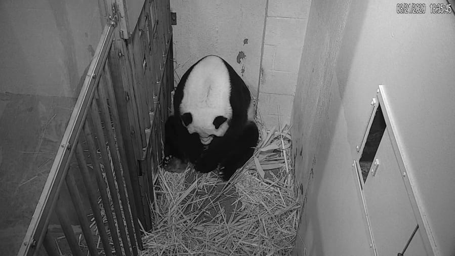 In this image from video, giant panda Mei Xiang is seen after giving birth to a cub Friday evening in Washington. The cub is Mei Xiang&#039;s fourth.