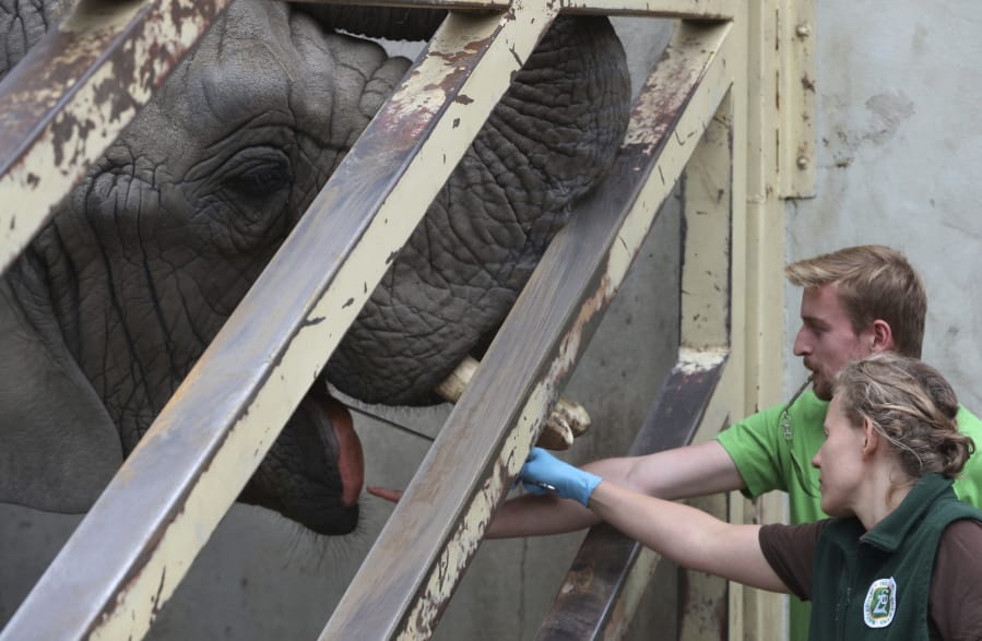Scientists take saliva samples from Fredzia, the sole male elephant in a group of three elephants at the zoo on Friday in Warsaw, Poland. Scientists at Warsaw&#039;s zoo have been taking blood, saliva and other samples from the zoo&#039;s three elephants in recent days in preparations to test whether giving them hemp oil can reduce their stress.